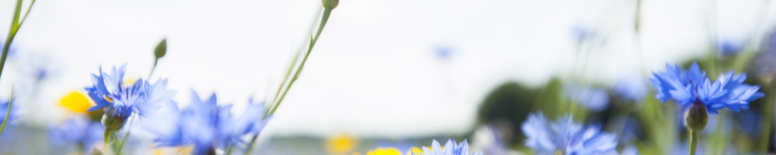 foto van bloemen