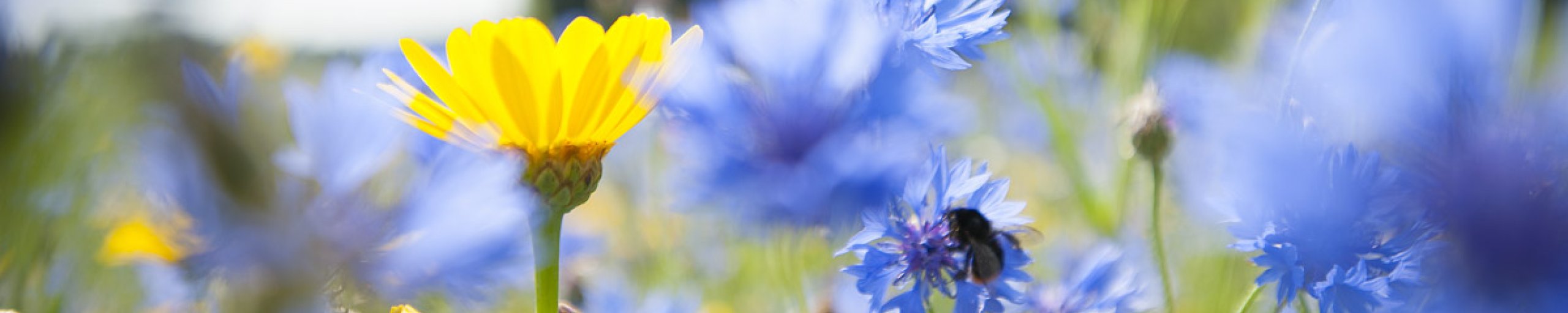 foto van bloemen
